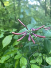 Lonicera sempervirens sempervirens