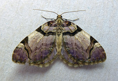 Anticlea derivata