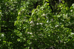 Styrax platanifolius platanifolius