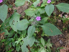Ruellia inundata