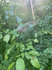 Lonicera sempervirens sempervirens