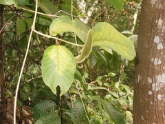 Prestonia mexicana