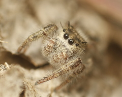 Phidippus insignarius