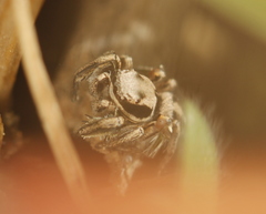 Habronattus klauseri