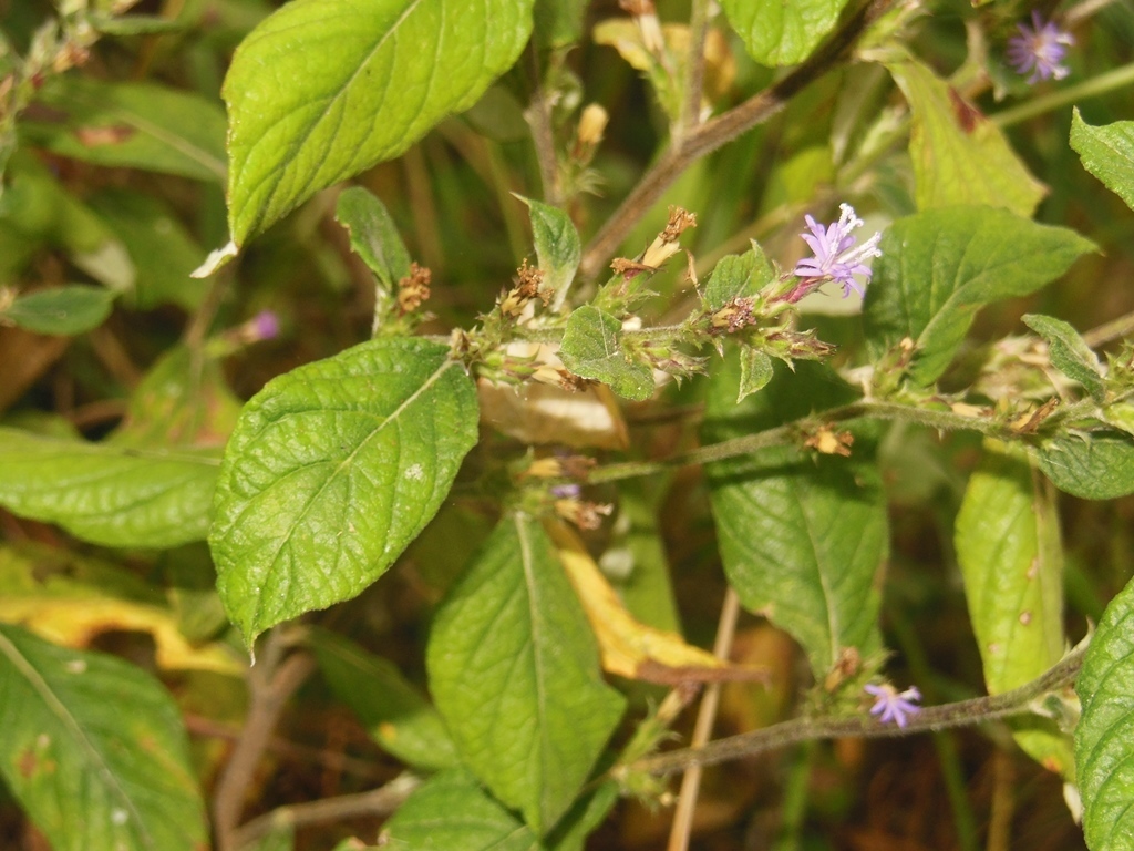 Stenocephalum jucundum
