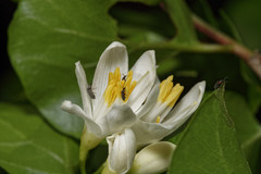 Styrax platanifolius platanifolius