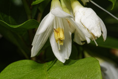 Styrax platanifolius platanifolius