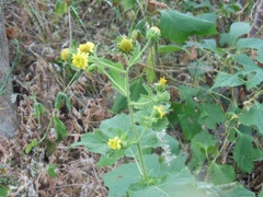 Simsia foetida