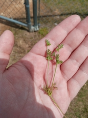Ammoselinum butleri