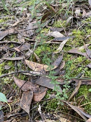 Thuidiopsis