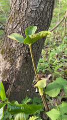 Arisaema triphyllum