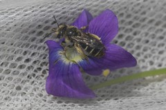Andrena violae