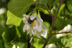 Styrax platanifolius platanifolius