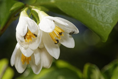Styrax platanifolius platanifolius