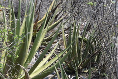 Agave triangularis