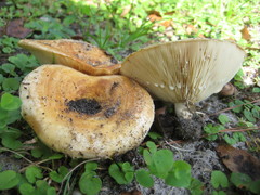 Lactarius yazooensis