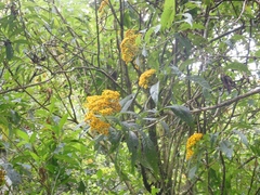 Verbesina hypargyrea