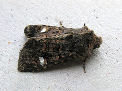 Dryobota labecula