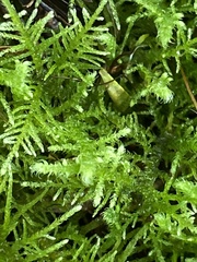 Thuidiopsis