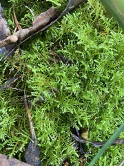 Thuidiopsis