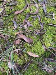 Thuidiopsis