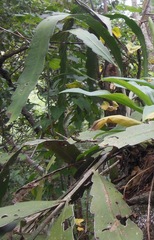 Epiphyllum oxypetalum