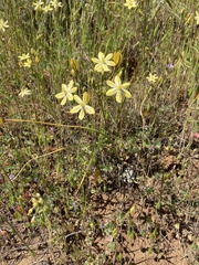 Triteleia ixioides