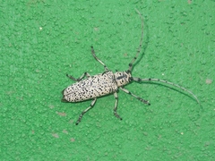 Deliathis impluviata