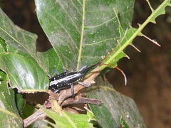 Ptychodes alboguttatus