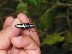 Ptychodes alboguttatus