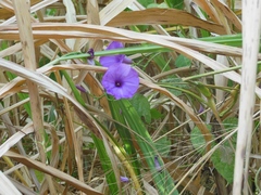 Ipomoea splendor-sylvae