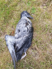 Ardenna tenuirostris