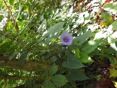 Ipomoea lindenii
