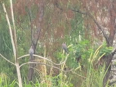 Patagioenas