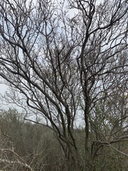 Senegalia berlandieri