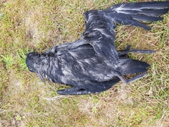 Ardenna tenuirostris