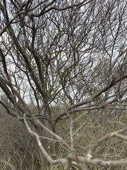 Senegalia berlandieri