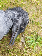 Ardenna tenuirostris