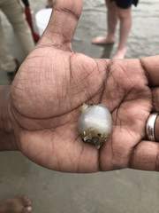 Molgula manhattensis