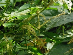 Dioscorea gomez-pompae