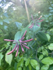 Lonicera sempervirens sempervirens