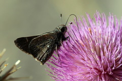 Atrytonopsis pittacus