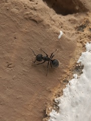 Camponotus senex