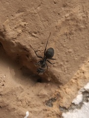 Camponotus senex