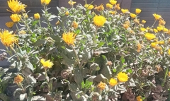 Asteraceae