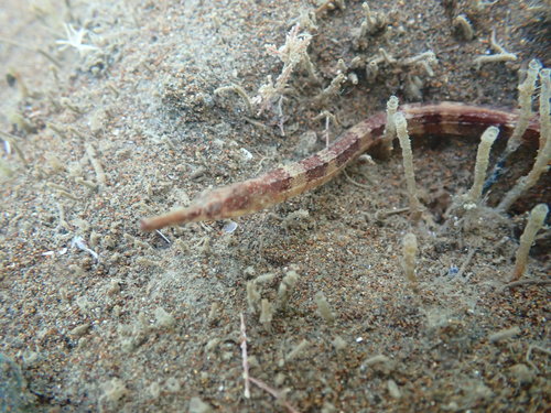 Langsnuit-zeenaald (Leptonotus norae) — Syngnathidae