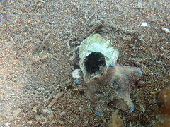 Notomegabalanus decorus