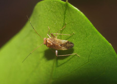 Diomocoris