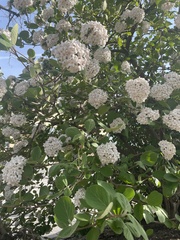Viburnum carlcephalum