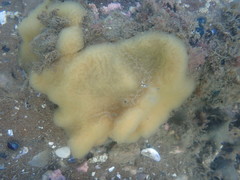Aplidium phortax